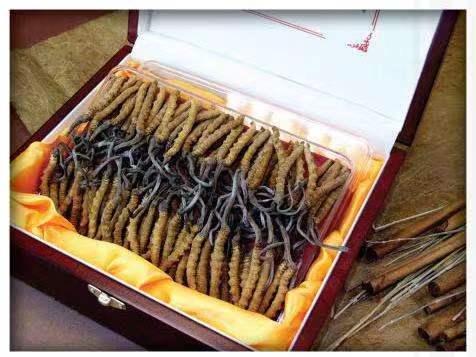 鲁甸冬虫夏草回收